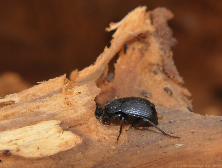 Enoplopus dentipes  e Helops sp.